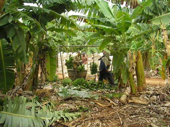 ou fazer a despenca do cacho no campo, lavagem e acondicionamento das pencas (Figura 34).