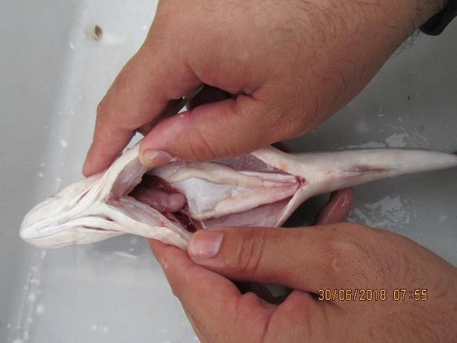 22 - Detalhe das gônadas de exemplar macho de pescada (Plagioscion squamosissimus), testículos em maturação avançada (M3), capturados na 13ª campanha, junho de 2018.