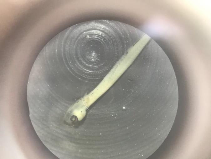 Larva de Anostomidae coletada durante amostragens de ictioplâncton na área de Influência da UHE Ferreira Gomes,