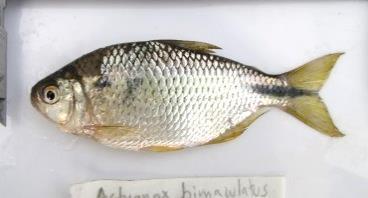 aff. bimaculatus