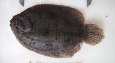 (pescada) Hypoclinemus cf.