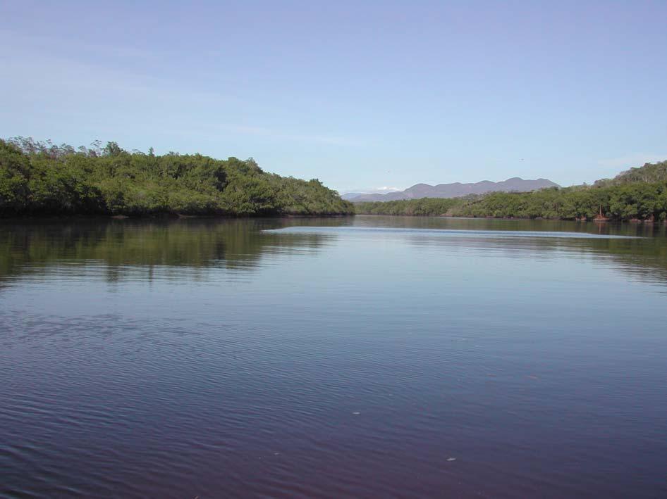 6 A área de manguezal possui aproximadamente 12,3 km 2 (Barroso, 24) e a floresta é composta basicamente por Rhizophora mangle (mangue vermelho), Laguncularia racemosa (mangue branco) e Avicennia