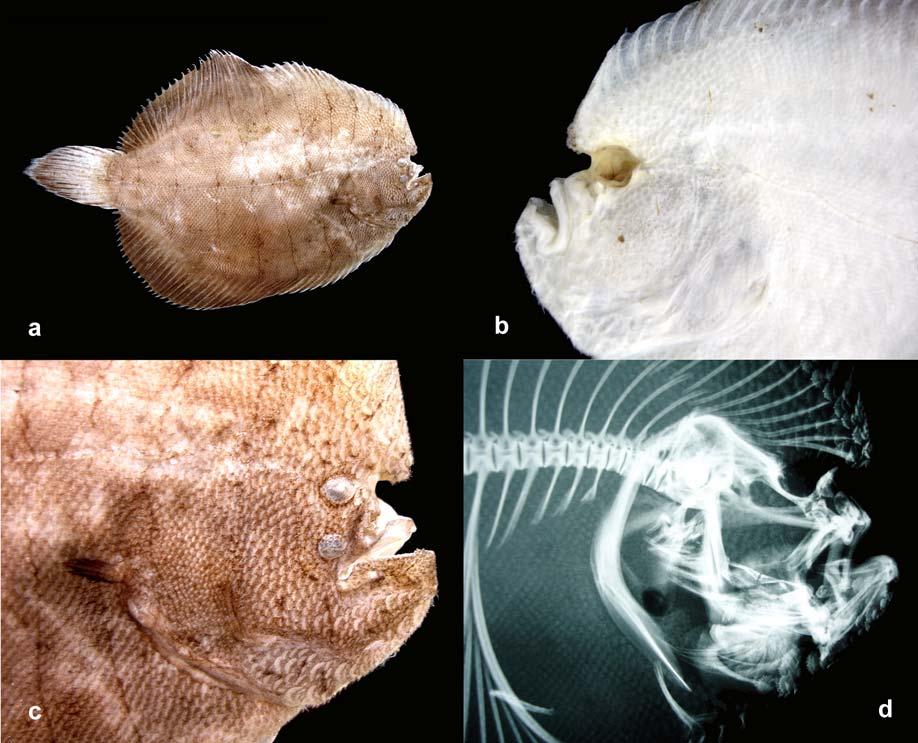 47 Over the body and fins, the scales were normal in shape, size and orientation. However, the scales anterior to the left eye and on the hook were thick and erected.