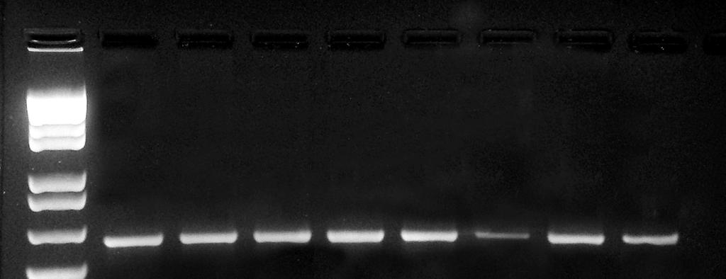 L 1 2 3 4 5 6 7 8 650 pb 400 pb 200 pb Figura 6 PCR multiplex do gene mitocondrial 16S. P. corruscans (1-2), pintachara (3-4). cachapinta (5-6) e P. reticulatum (7-8).