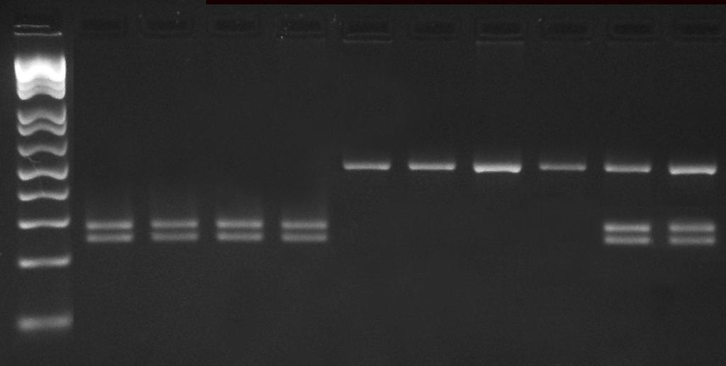L 1 2 3 4 5 6 7 8 9 10 500 pb 300 pb 200 pb Figura 1 PCR-RFLP de uma região do gene nuclear RAG2 das amostras provenientes do Rio Paraguai, MS, bacia do Paraguai. Padrão molecular observado para P.