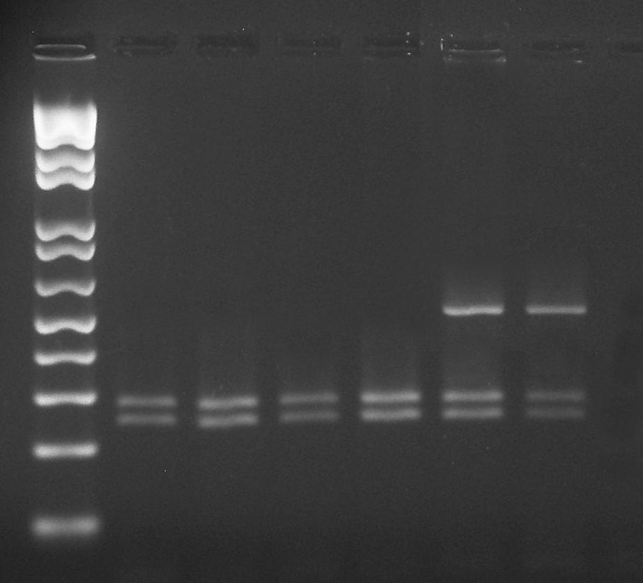L 1 2 3 4 5 6 500 pb 300 pb 200 pb Figura 2 PCR-RFLP de uma região do gene nuclear RAG2 das amostras provenientes do rio Mogi- Guaçu, SP, bacia do Alto Paraná. Padrão molecular observado para P.