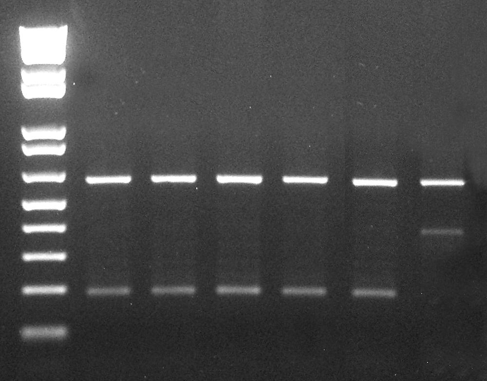 L 1 2 3 4 5 6 7 8 9 10 650 pb 400 pb 200 pb Figura 3 PCR multiplex de uma região do gene mitocondrial 16S das amostras provenientes do rio Paraguai. Padrão molecular observado para P.