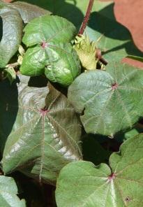 Cotton Leafroll Dwarf Virus Mancha Angular