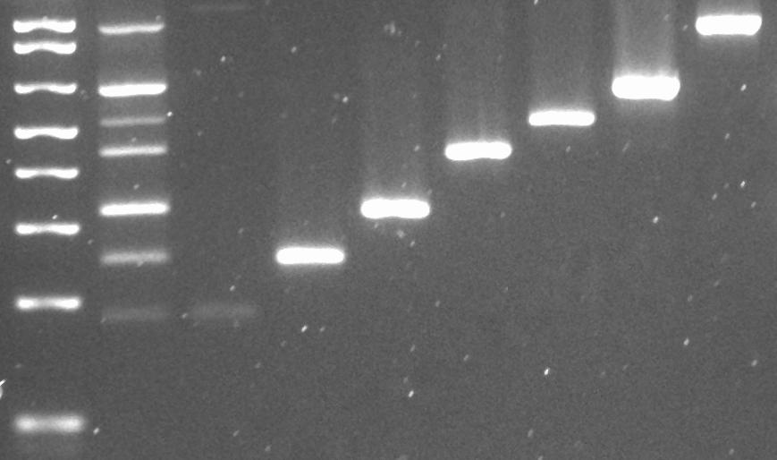 49 moleculares que permitiram a identificação das categorias de E. coli diarreiogênicas podem ser observados abaixo na Figura 6.