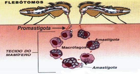 9 FIGURA 5: Ciclo de vida de Leishmania. Formas promastigotas no trato digestivo do vetor e formas amastigotas no interior de macrófagos do hospedeiro vertebrado. Fonte: Adaptado de BRASIL, 006.