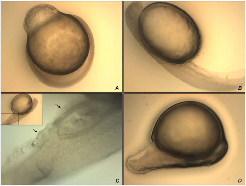 Figure 3 Embryo and larvae of Leporinus obtusidens after cooling at -2 C / 6 h. A: Normal embryo at 80% epiboly.