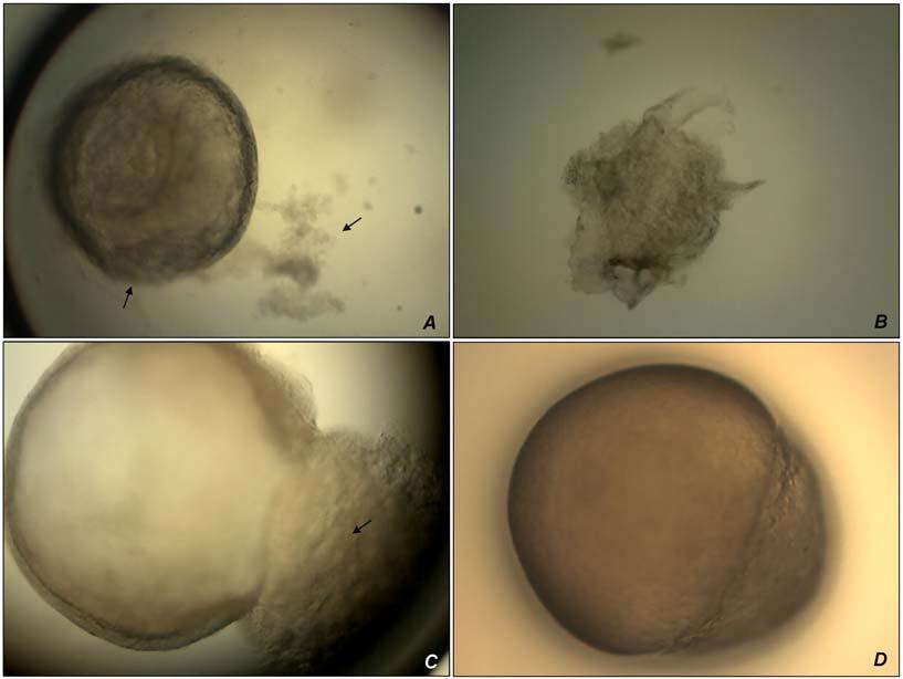 127 Figure 4 Embryos of Leporinus obtusidens after freezing at -196 C / 7 days. A: Embryo without cryoprotectant addition (control).