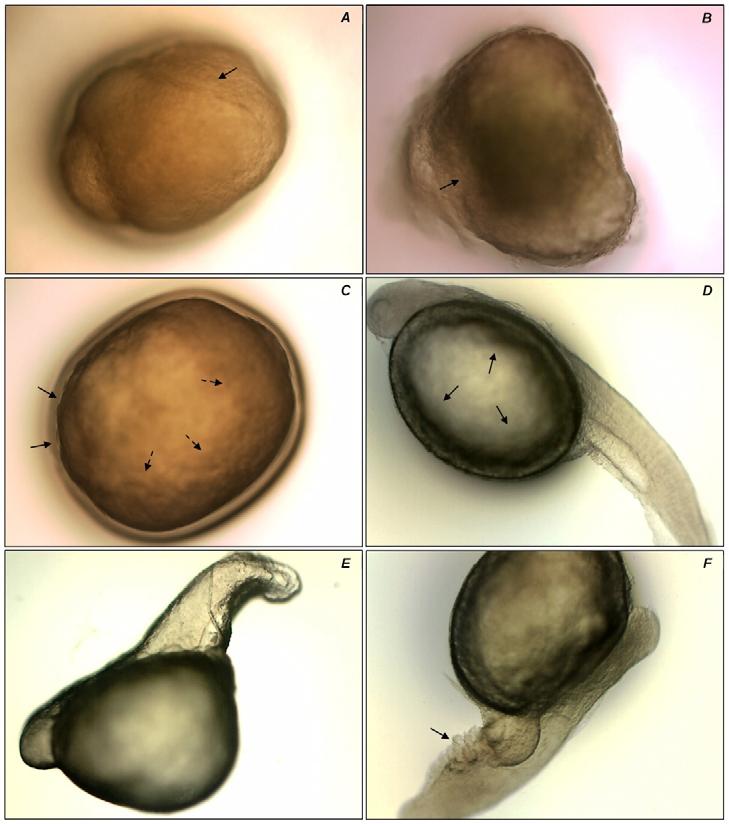 92 Figure 2 Morphological changes verified to Salminus brasiliensis (A, C, D, E and F) and Brycon orbignyanus (B) embryos and larvae after cooling at -2 C/6 h. A,B: Discontinuous blastoderm.