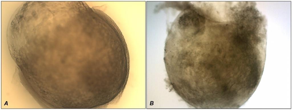 Figure 4 Brycon orbignyanus embryos cryopreserved in N 2(l) at -196 C/7 days.