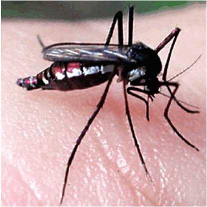 humanos. Homem é um hospedeiro acidental Reservatório da febre amarela urbana no Brasil: mosquito Aedes aegypti Haemagogus https://www.cdc.gov/yellowfever/ http://www.who.