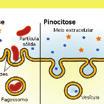 svg org/wiki/file:scheme_simple_diffusion_in_cell_membrane-fr.