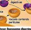 org/wiki/file:nucleus_er_golgi.