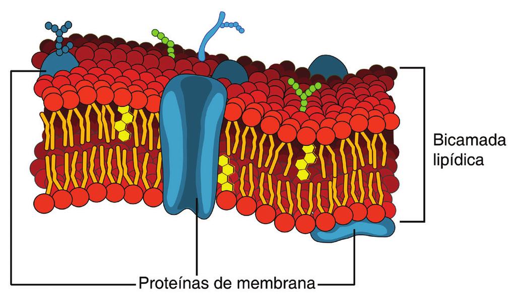 Seção 1 Ao redor da célula, uma membrana Como você sabe, as células organizam-se, formando tecidos, que, por sua vez, organizam-se dando origem aos órgãos.