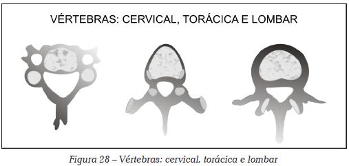 Acima do sacro, a coluna vertebral é flexível e apresenta diferentes níveis de movimentos possíveis.