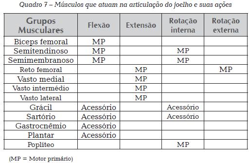 Músculos que atuam na articulação do joelho Podemos identificar três grupos musculares que atuam nesta articulação, são eles: Grupo do quadríceps, composto pelo reto femoral, vasto lateral, 1.