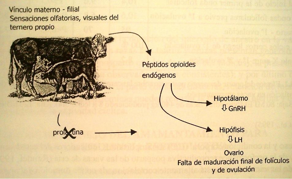 9 Vacas de corte que amamentam, a primeira ovulação ocorre mais tarde, com variação entre rebanhos.
