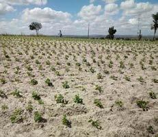 Tabela 18 Comparativo de área, produtividade e produção Feijão-caupi segunda safra ÁREA (Em mil ha) PRODUTIVIDADE (Em kg/ha) PRODUÇÃO (Em mil t) REGIÃO/UF Safra 16/17 Safra 17/18 VAR.