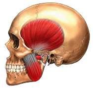 PATOLOGIAS Desordens Musculares: Desordens Articulares: Mialgia Dor Miofascial Trismo Espasmo Muscular Miosite Remodelamento Disco deslocado