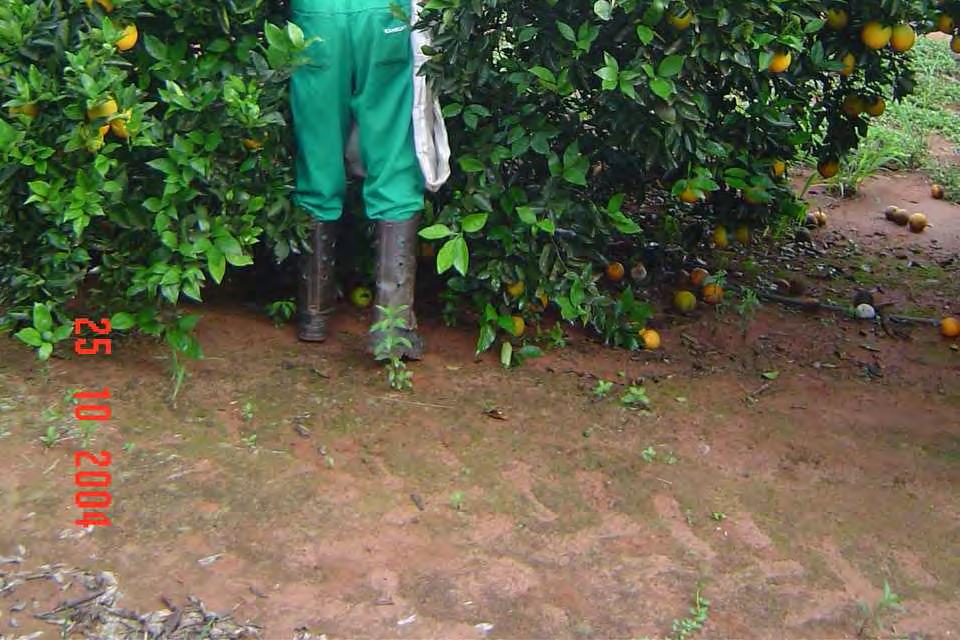 de água evapotranspirada no tempo e área, por uma cultura de baixo porte, verde, cobrindo totalmente o solo, de altura uniforme e sem deficiência de água.