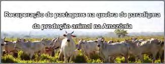 Pecuária na fronteira agrícola A pecuária é considerada a atividade agrícola
