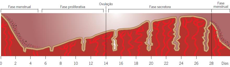 Influência do Ciclo