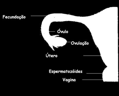 citoplasma do óvulo.