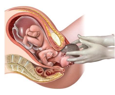 Parto e Aleitamento O parto ocorre geralmente em três fases: Expulsão do feto Após 40 semanas de gravidez (280 dias).