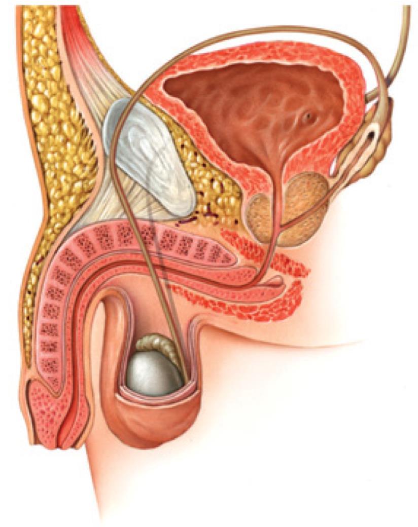 Os órgãos reprodutores masculinos Canal deferente (Bexiga) Uretra Pénis Glande