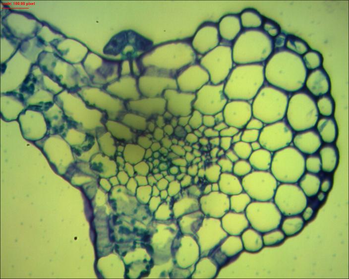 in vitro; E) Aspecto geral da nervura dos tecidos foliares de