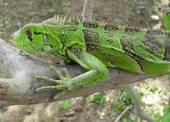 Iguana (Iguanidae) (A), Polychrus