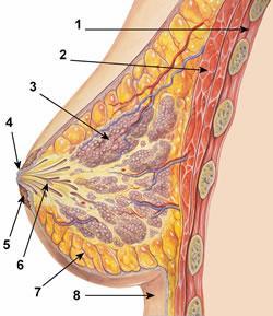 A mama é constituída por um conjunto de 15 a 20 unidades funcionais conhecidas como lobos mamários, representados por 20 ductos terminais que se exteriorizam pelo mamilo.