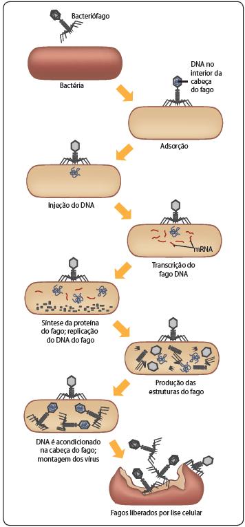 CICLO