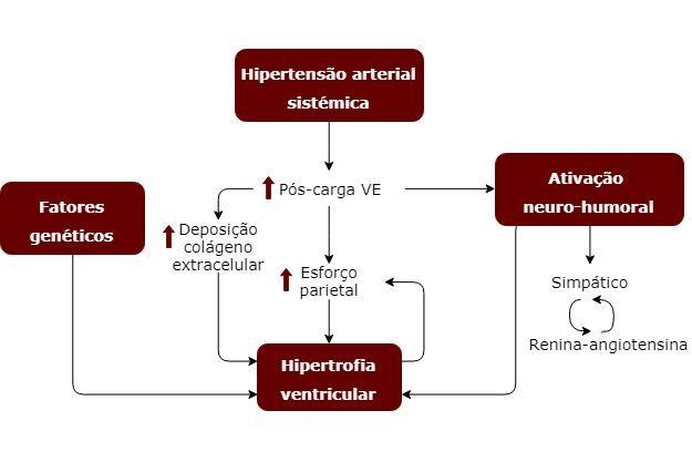 Shenasa et al e Artham et al concluíram que a HVE constitui uma forma de adaptação do músculo cardíaco ao aumento persistente da pós-carga, resultante da HTA, que provoca alterações estruturais e