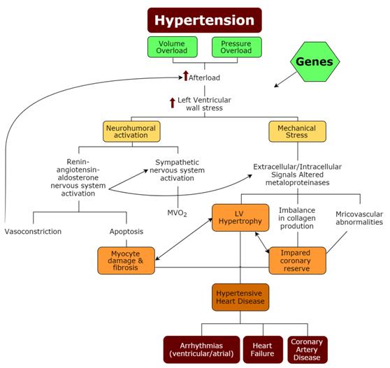 Figura 4 - Fisiopatologia da doença cardíaca hipertensiva (31) O coração hipertensivo responde ao aumento da carga hemodinâmica com mudanças estruturais e funcionais.