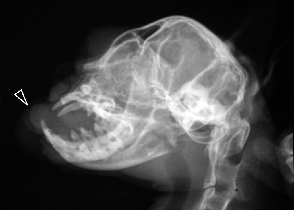 FIGURA 2: Radiografia de projeção laterolateral da cabeça. Observar nodulações (cabeça de seta) radiopacas no interior da boca com projeção externa. Fonte: Arquivo pessoal, 2014.