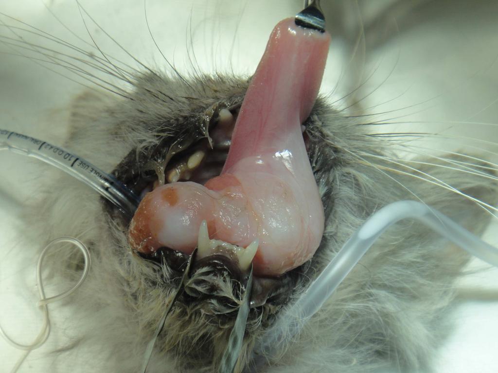 FIGURA 3: Fotografia pré-cirúrgica da região sublingual, com o animal anestesiado, entubado e língua fixa