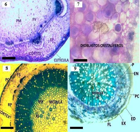 Dicotyledoneae, onde, durante o crescimento secundário, um câmbio vascular circular se desenvolve e origina xilema e floema secundários, e, um felogênio, ou câmbio da casca, é formado no periciclo e