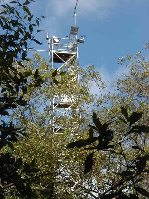 3.1.1. Manguezal natural Nesta área, localizada a 3 km do Município de Bragança, cujas coordenadas geográficas são; 1 3 S de latitude e 46 45 W de longitude, foi montada uma torre micrometeorológica,