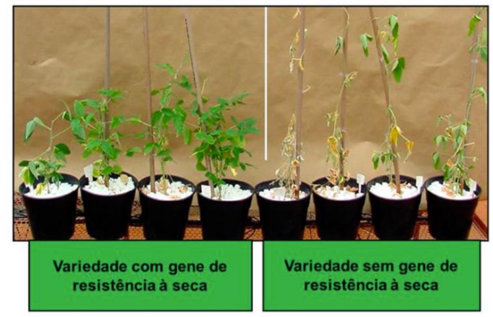 TECNOLOGIAS, PRODUTOS E SERVIÇOS PARA A ADAPTAÇÃO DA AGROPECUÁRIA Programas de melhoramento vegetal - materiais