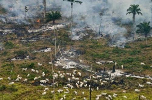 capacidade de adaptação da agropecuária brasileira