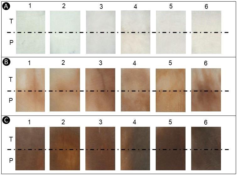 Figura 3. Fotos dos espécimes de esmalte. A: água destilada; B: chá preto; C: café; T: áreas tratadas com os materiais para profilaxia; P: áreas pigmentadas (protegidas).