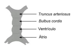 Revisão da Literatura 8 O ventrículo primitivo é caudal ao bulbus cordis e o átrio primitivo é a estrutura mais caudal do tubo cardíaco.
