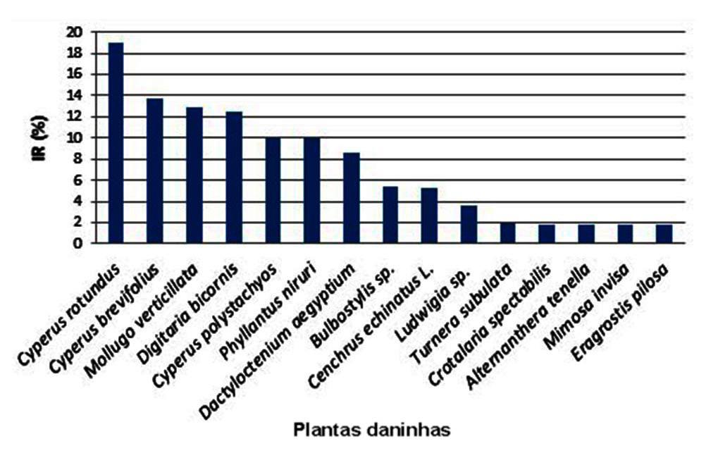 Índice de importância relativa das espécies de plantas daninhas no cultivo do