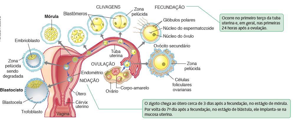 Compreende o período entre a nidação