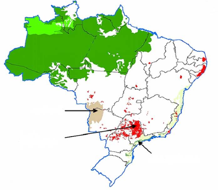 Áreas com Cana-de-Açúcar no Brasil Floresta Amazônica Pantanal Cana-de-Açúcar Mata Atlântica Fonte: UNICA Áreas com Potencial para Expansão Agrícola CERRADO